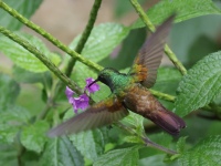 FL6A1720Snowy-bellied_Hummingbird