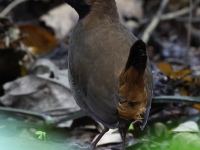 FL6A1751Black-faced_Antthrush