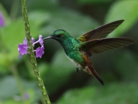 FL6A1764Snowy-bellied_Hummingbird