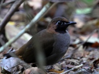 FL6A1784Black-faced_Antthrush