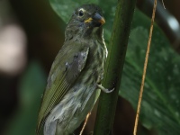 FL6A1903Streaked_Saltator