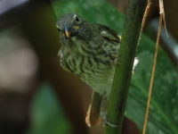 FL6A1911Streaked_Saltator