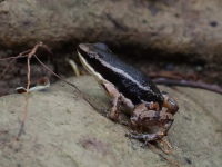 FL6A1914Boquete_Rocket_Frog