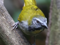 FL6A1947Buff-throated_Saltator