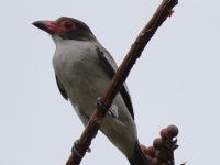 FL6A1955Masked_Tityra