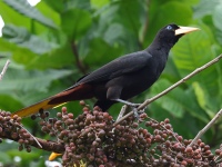 FL6A2026Crested_Oropendola