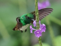 FL6A2032Snowy-bellied_Hummingbird