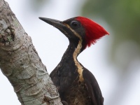 FL6A2046Lineated_Woodpecker