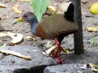 FL6A2145Gray-cowled_Wood-rail