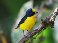 FL6A2162Thick-billed_Euphonia
