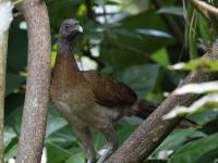 FL6A2174Gray-headed_Chachalaca
