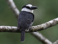FL6A2180White-necked_Puffbird