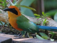 FL6A2211Rufous-Motmot
