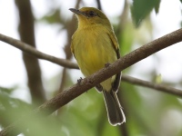 FL6A2220Ochre-lored_Flatbill
