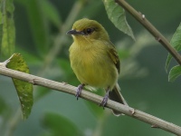 FL6A2238Ochre-lored_Flatbill