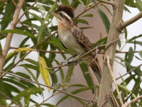 FL6A2351Striped_Cuckoo