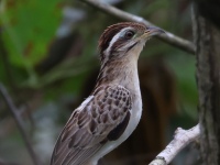 FL6A2413Striped_Cuckoo