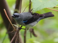 FL6A2437Plain-colored_Tanager
