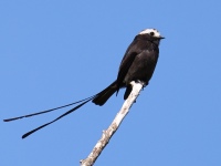 FL6A2602Long-tailed_Tyrant