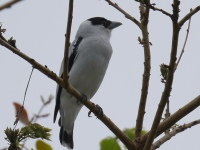 FL6A2617Black-crowned_Tityra
