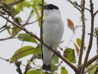 FL6A2620Black-crowned_Tityra