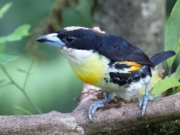 FL6A2651Spot-crowned_Barbet