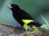 FL6A2659Flame-rumped_Tanager