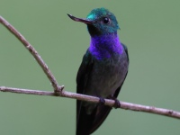 FL6A2668Blue-chested_Hummingbird