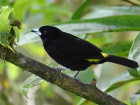 FL6A2711Flame-rumped_Tanager