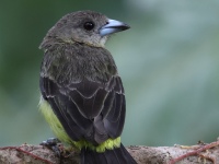 FL6A2727Flame-rumped_Tanager