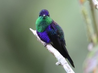FL6A2734Crowned_Woodnymph