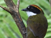 FL6A2791Chestnut-capped_Brushfinch