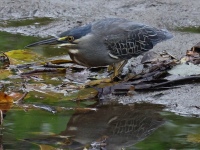 FL6A2814Striated_Heron