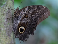 FL6A2848Owl_Butterfly