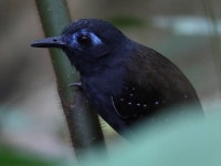 FL6A2881Chestnut-backed_Antbird