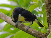 FL6A2903Spot-crowned_Barbet