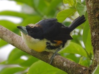 FL6A2922Spot-crowned_Barbet
