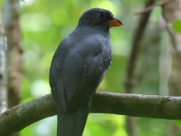FL6A2937Black-tailed_Trogon