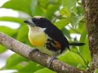 FL6A2940Spot-crowned_Barbet