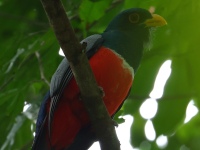 FL6A2963Black-tailed_Trogon