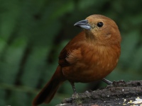 FL6A2963White-lined_Tanager