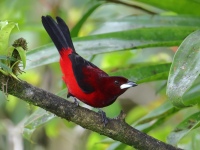 FL6A2987Crimson-backed_Tanager