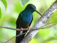 FL6A3022Bronzed-tailed_Plumeleteer