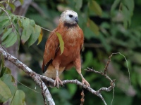 FL6A3141Black-collared_Hawk