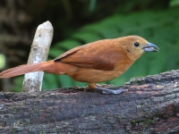 FL6A3144White-lined_Tanager