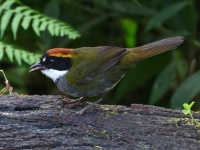 FL6A3147Chestnut-capped_Brushfinch
