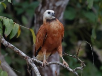 FL6A3150Black-collared_Hawk
