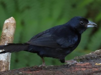 FL6A3169White-lined_Tanager