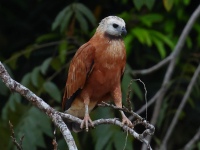 FL6A3175Black-collared_Hawk