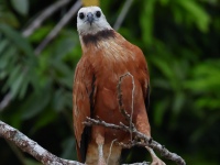 FL6A3236Black-collared_Hawk